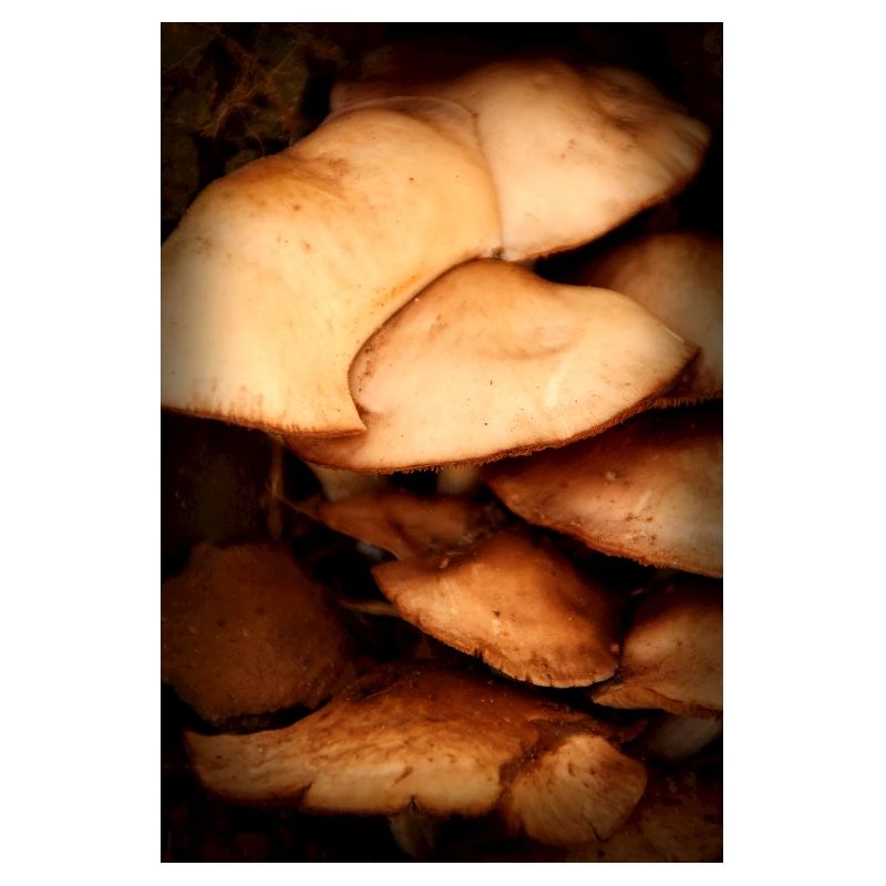 motif de champignon