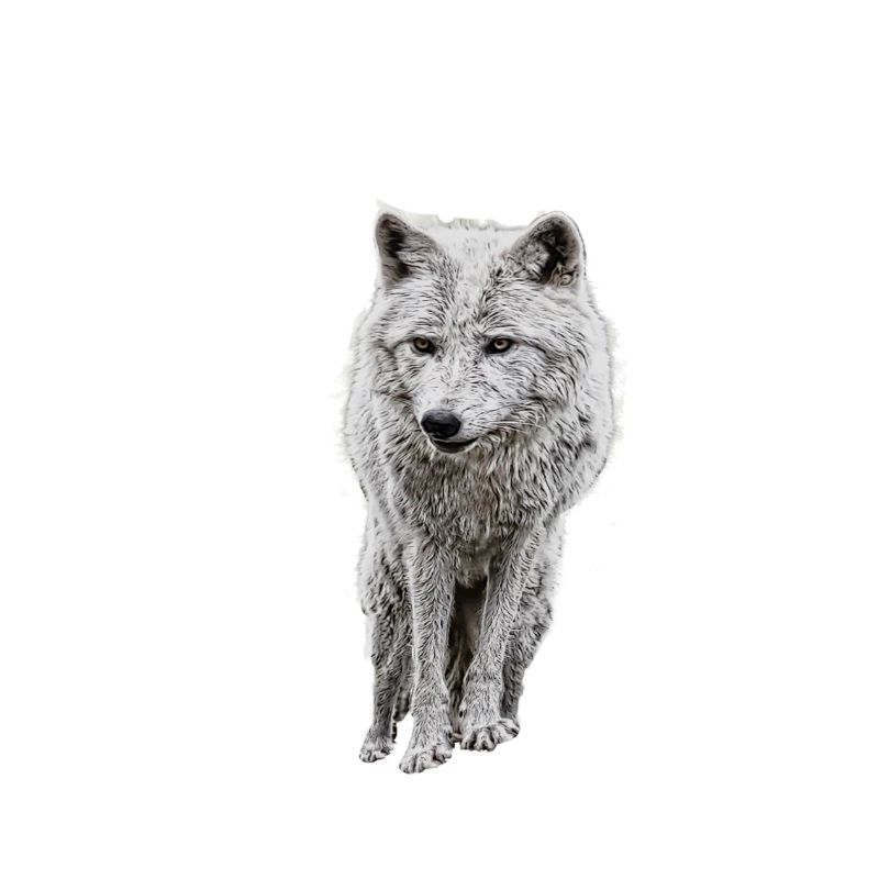 Gray wolf logo