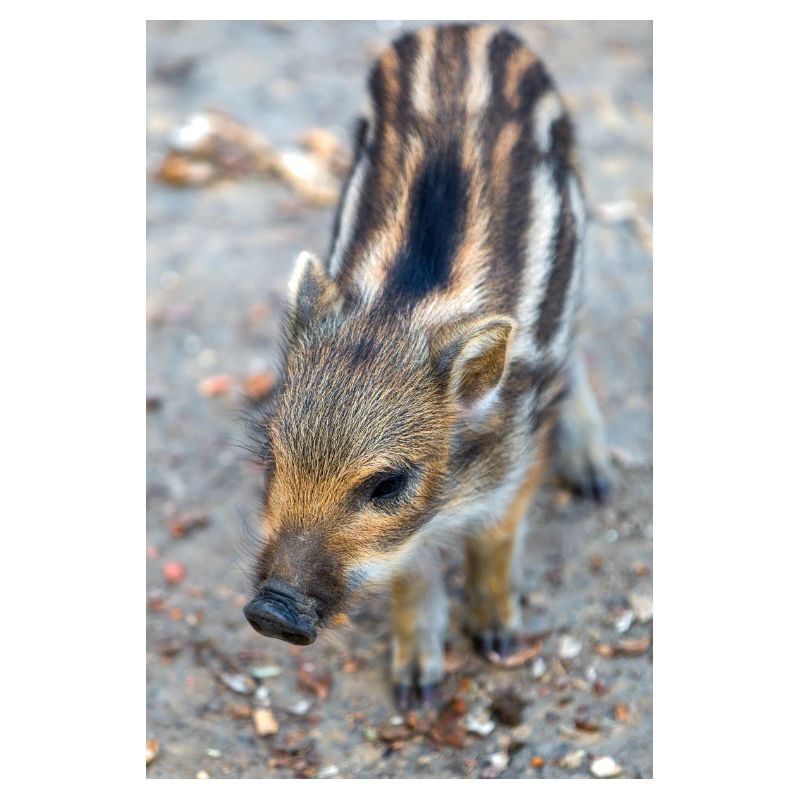 Sanglier (Sus scrofa) dans la forêt