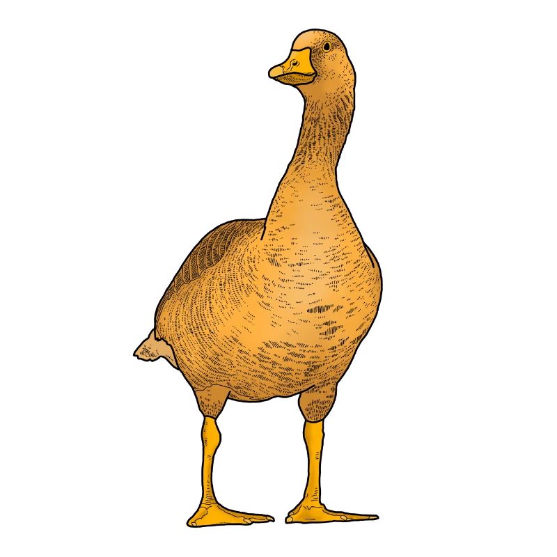 Orange goose