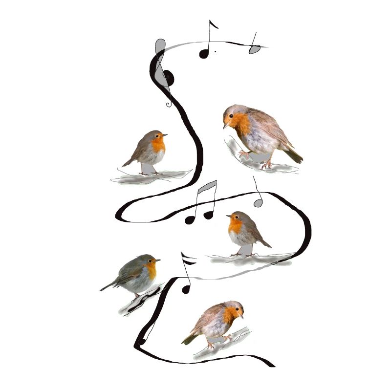 Robins, music, melody