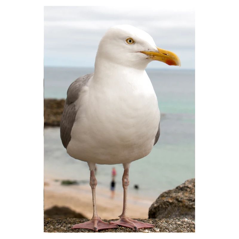 Silbermöwe (Larus argentatus) am Strand Gull