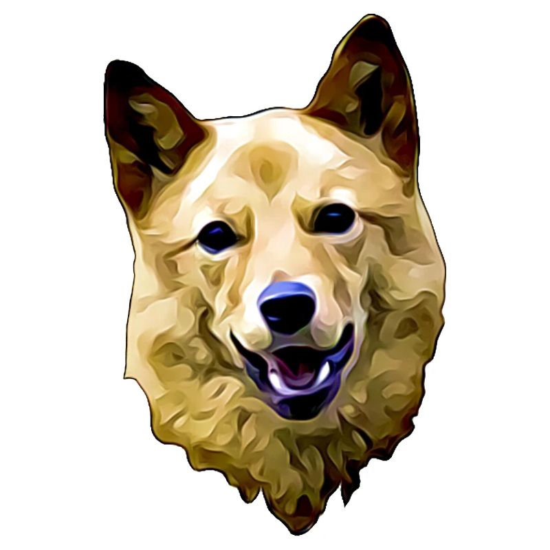 Finnish Spitz