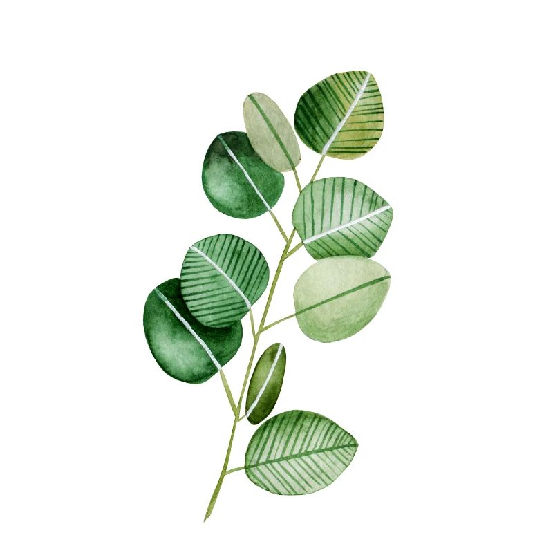 Eukalyptus