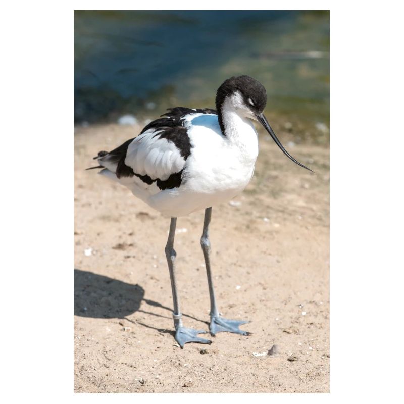 Avocette (Avocette, Recurvirostra avosetta)