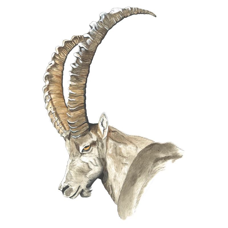 Steinbock solo