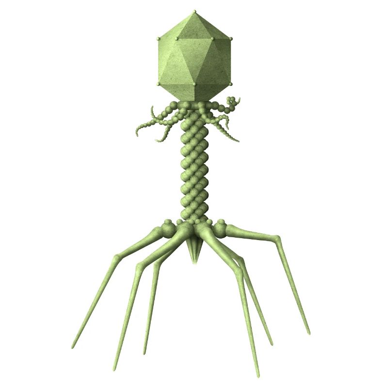 Phage
