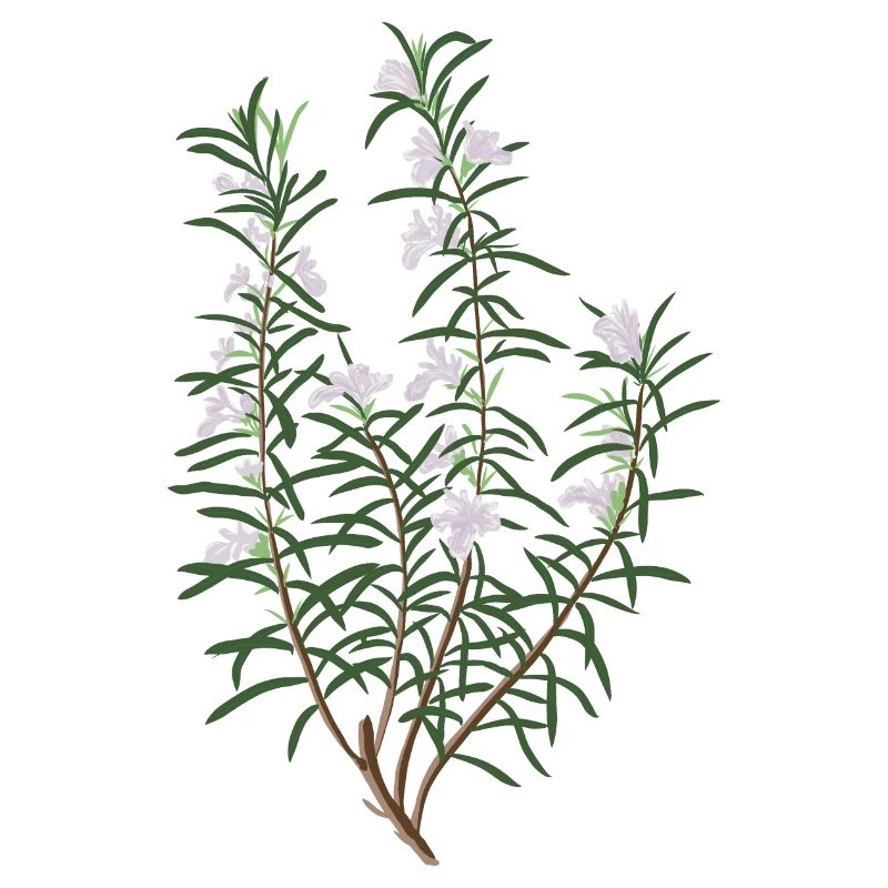 Romarin fleuri