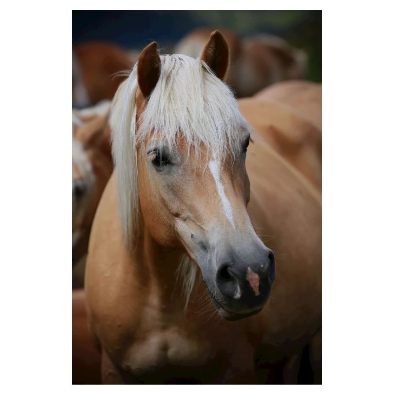 Haflinger