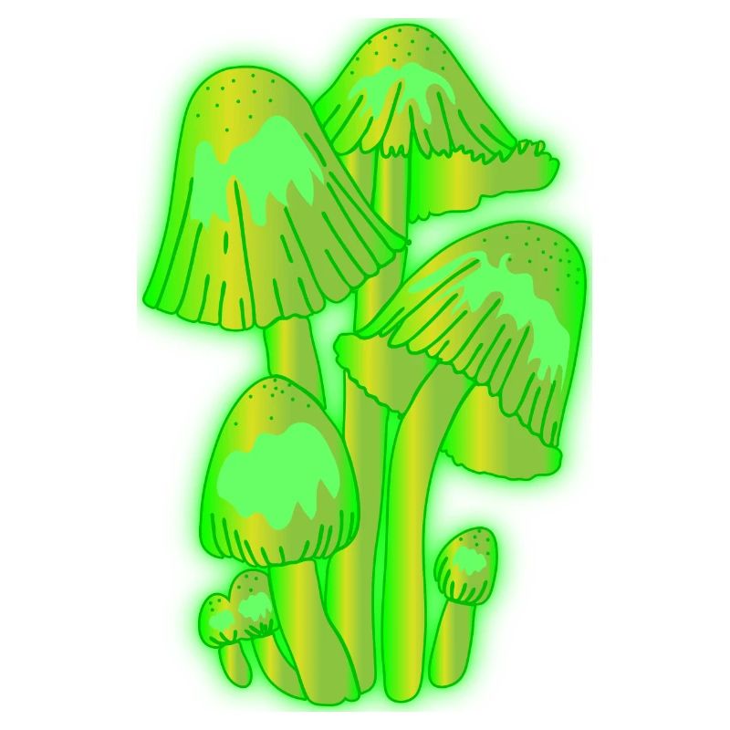 Fluorescent mushrooms by the Manzanita’s