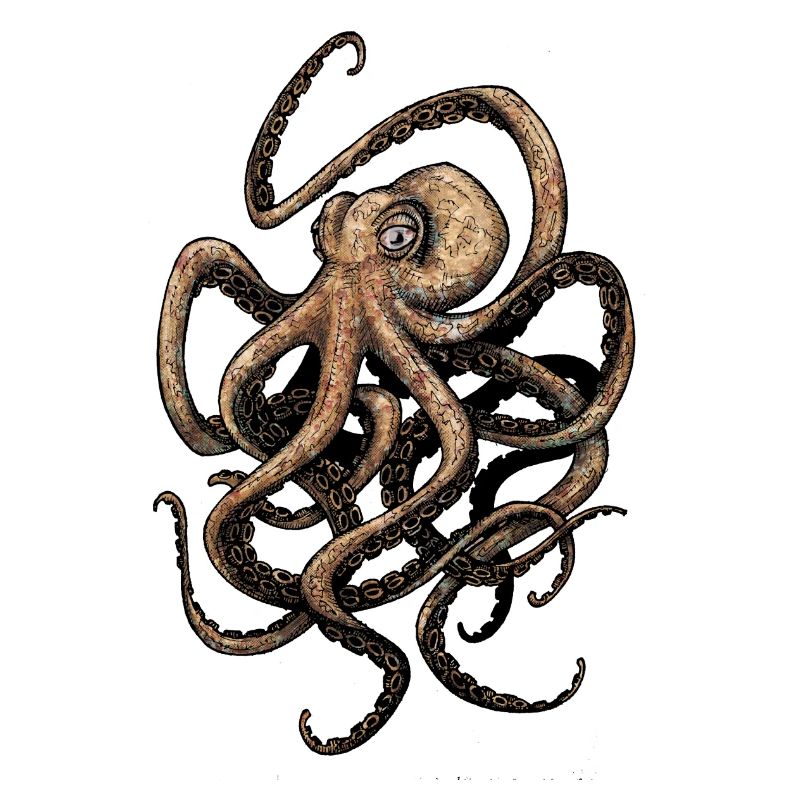 Octopus