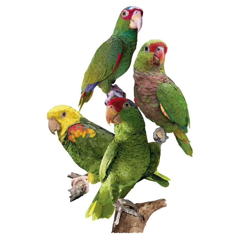 Amazonian parrots