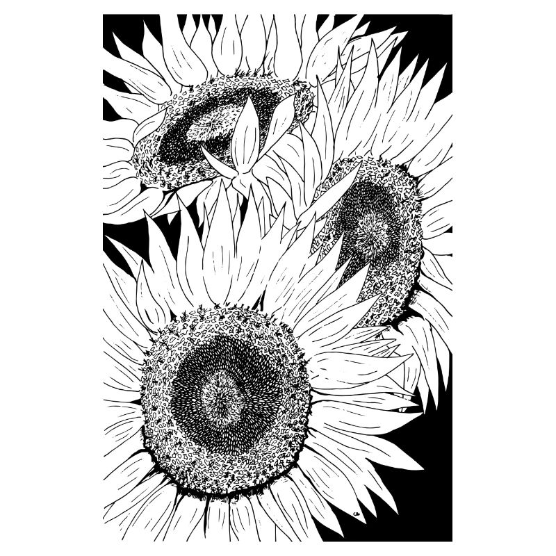 Sonnenblumen