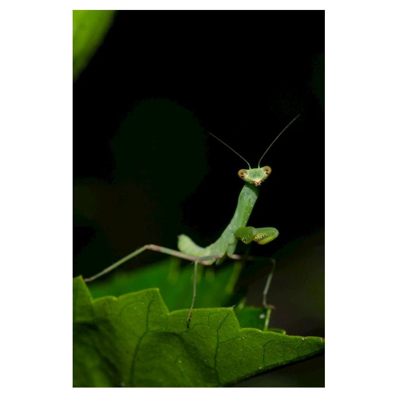 Wild Mantodea species in Crete