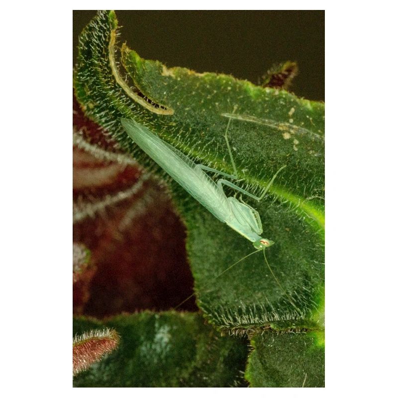 Tropidomantis cf tenue