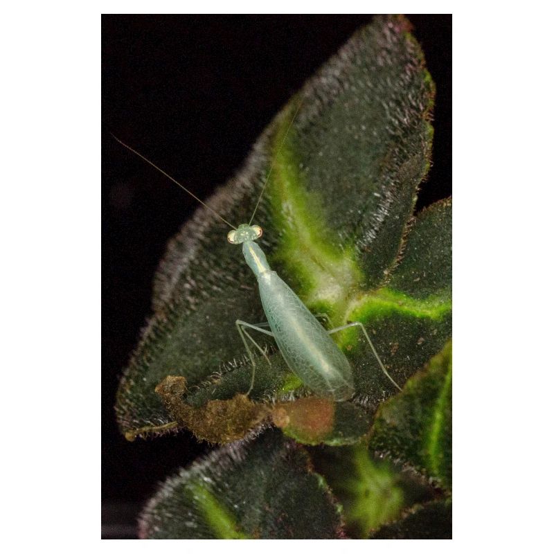Tropidomantis cf tenue