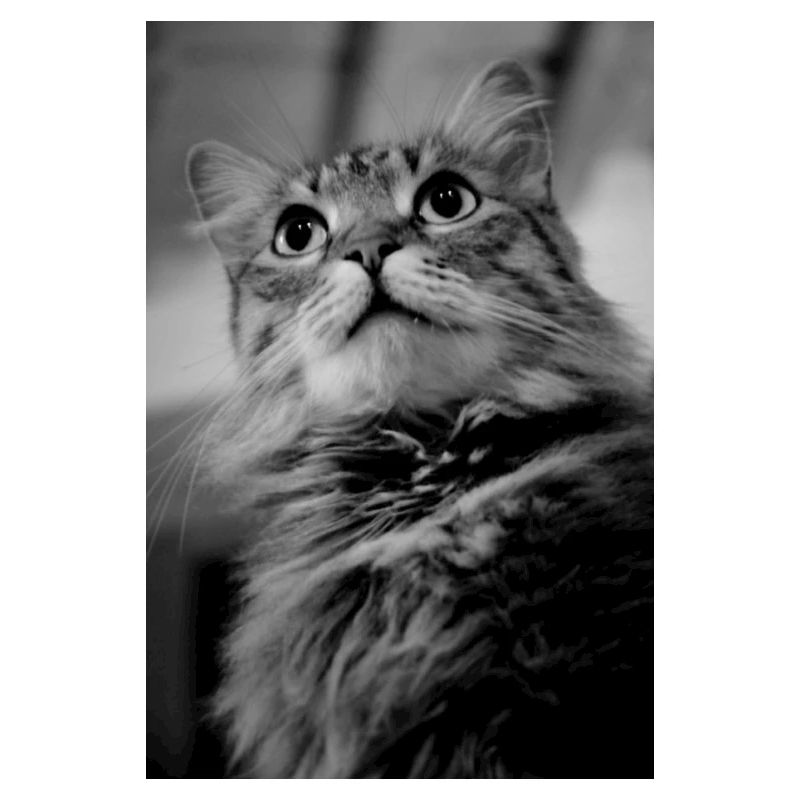Chat