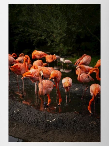 Pink Flamingo