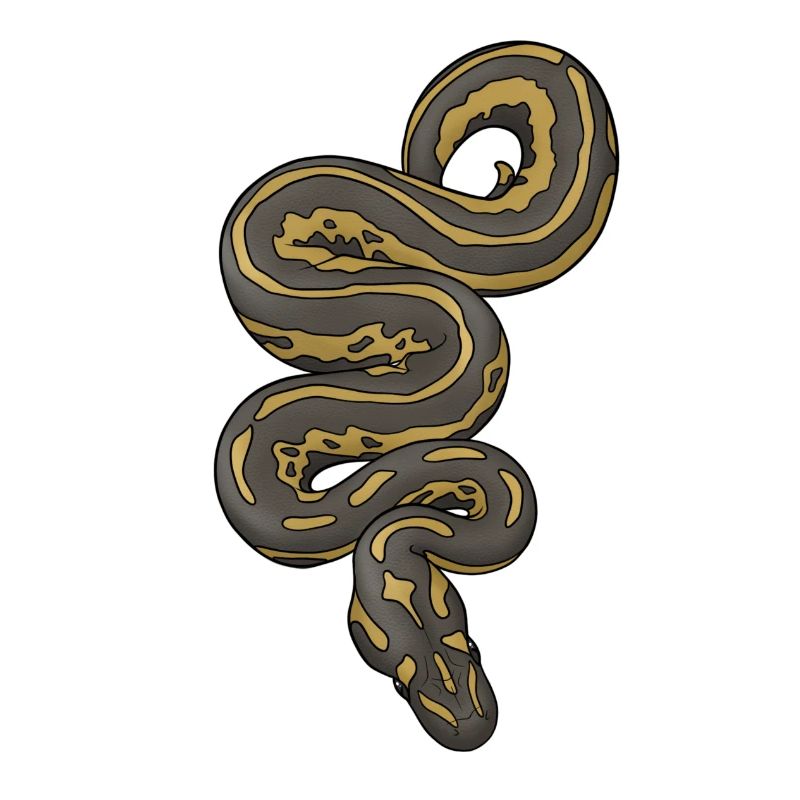 Python/Schlange