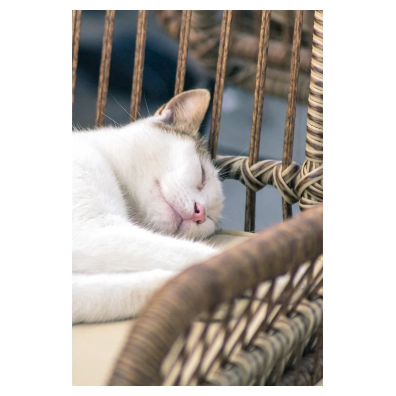 Sleeping Cat