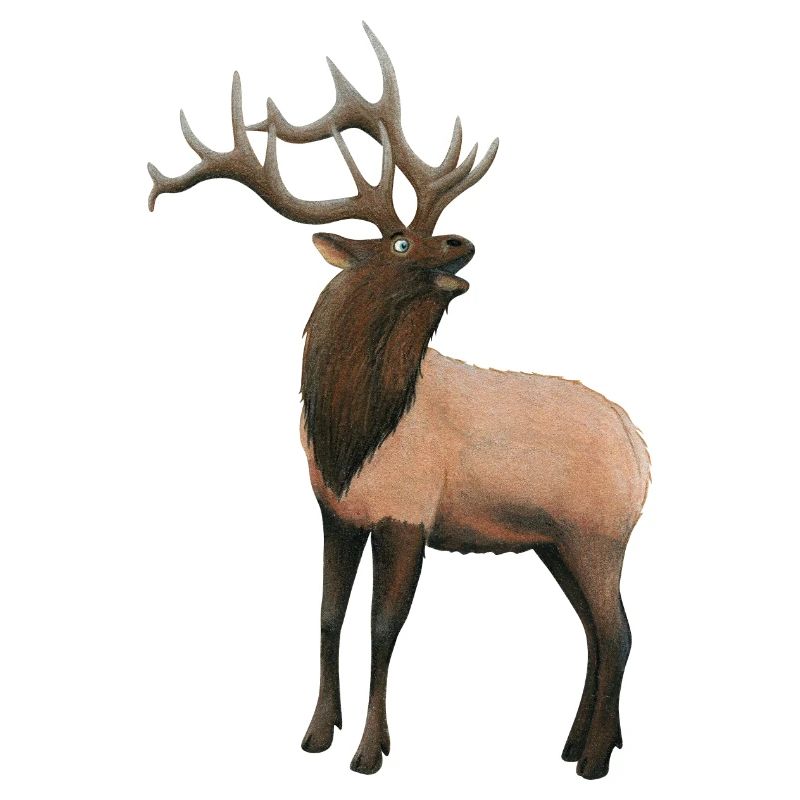 Cerfs wapitis