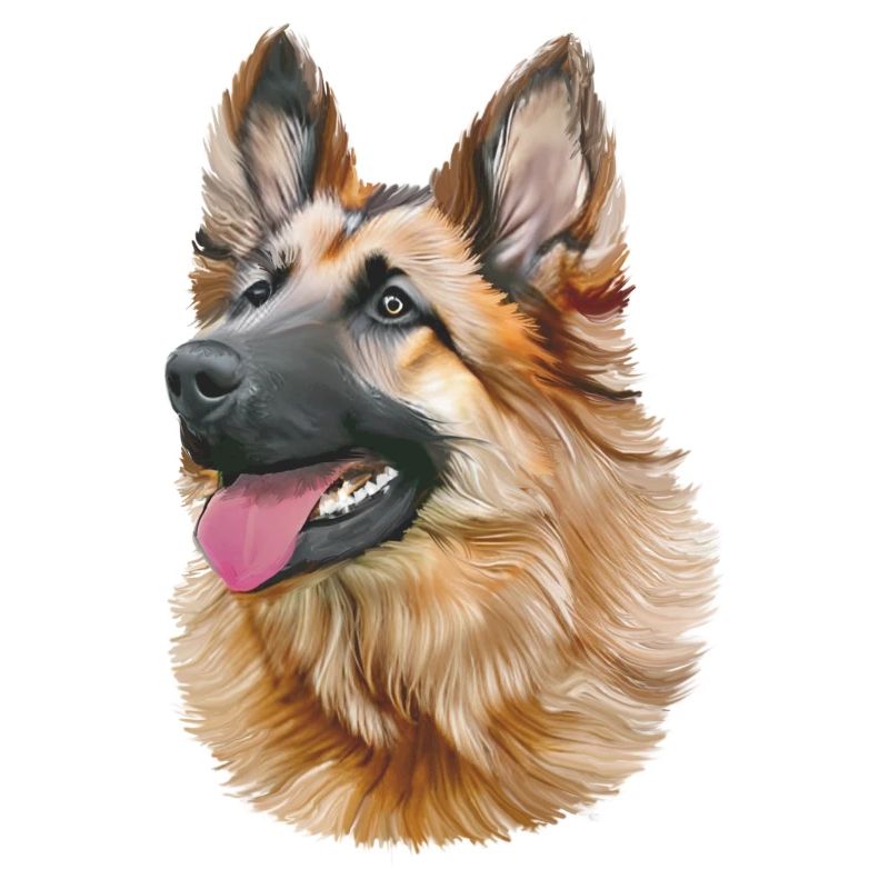 Deutscher Schäferhund - German Shepherd