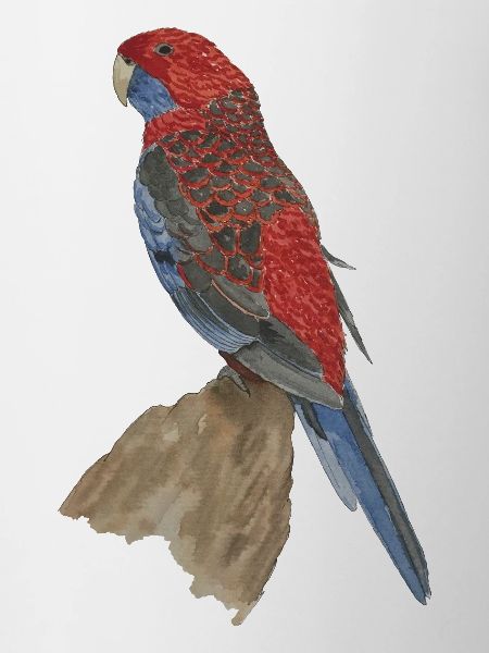 red blue parrot pennant parakeet