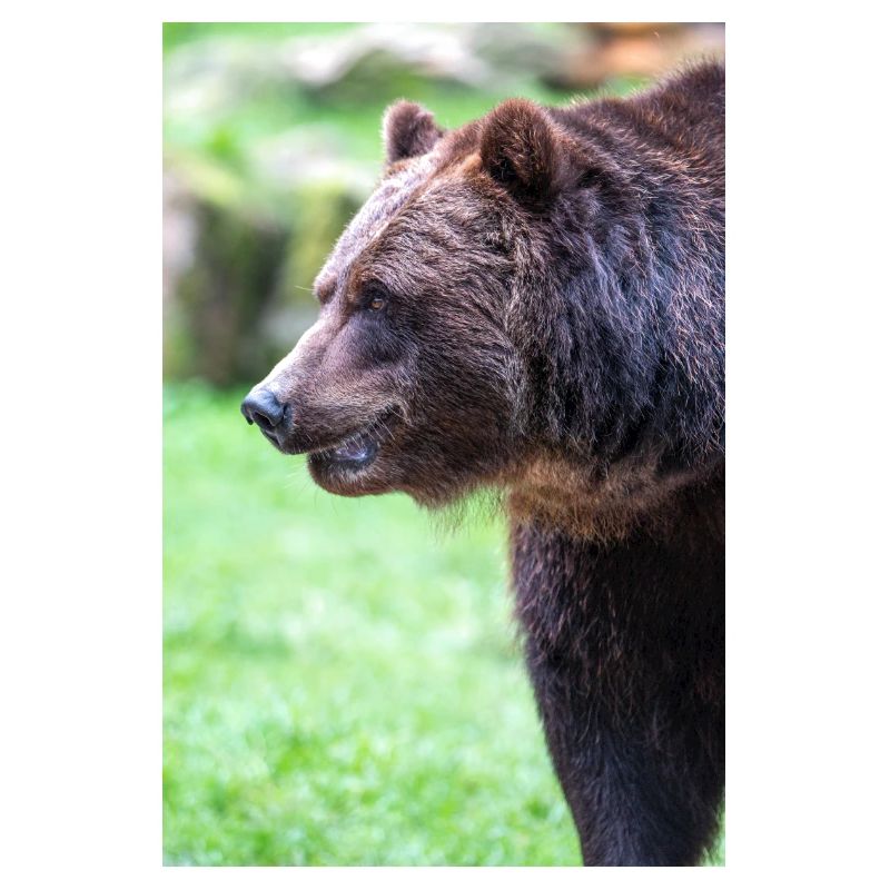 Braunbär Ursus arctos