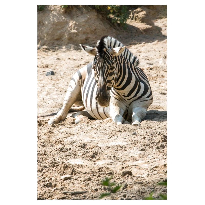 Zebra (in german Zebra or Zebras) Hippotigris
