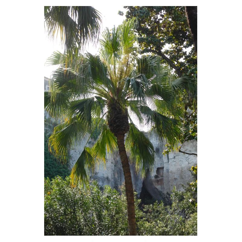 Palme