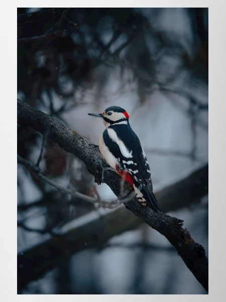 Buntspecht im Winter