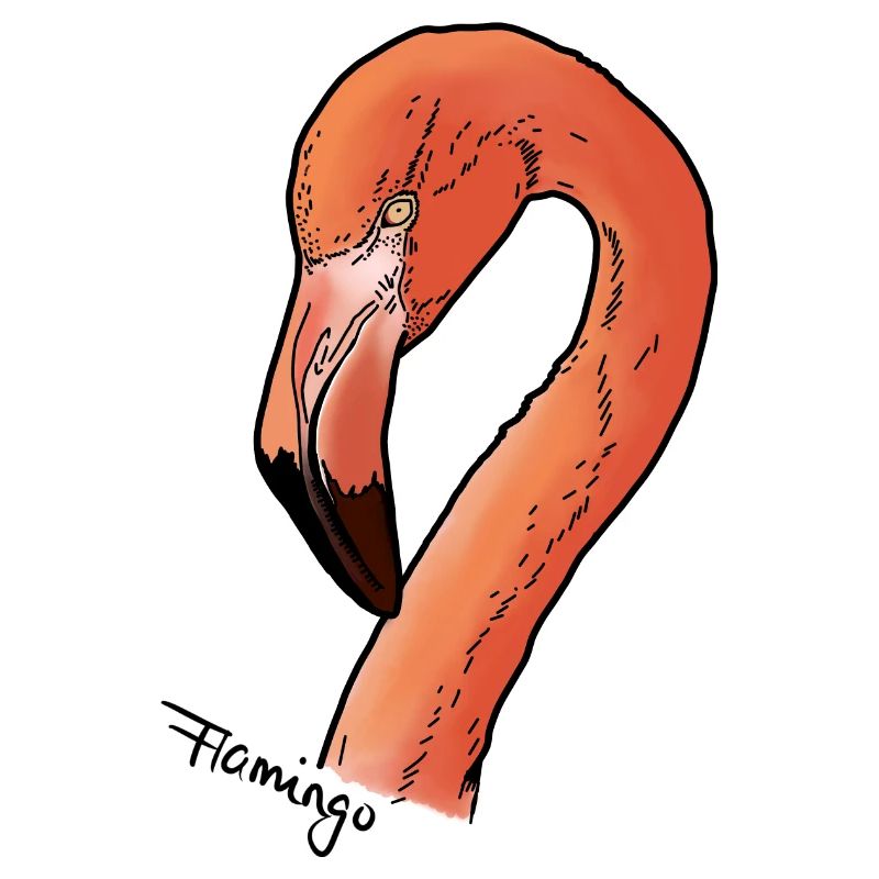 Flamingo - Kopf