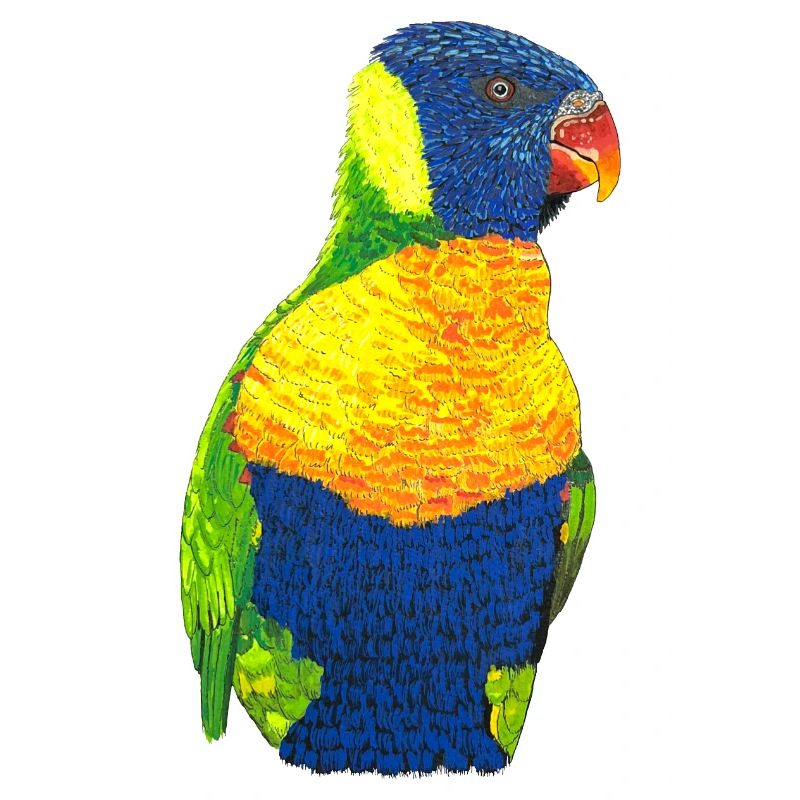 Regenbogenloris Allfarblori bunter Papagei Vogel