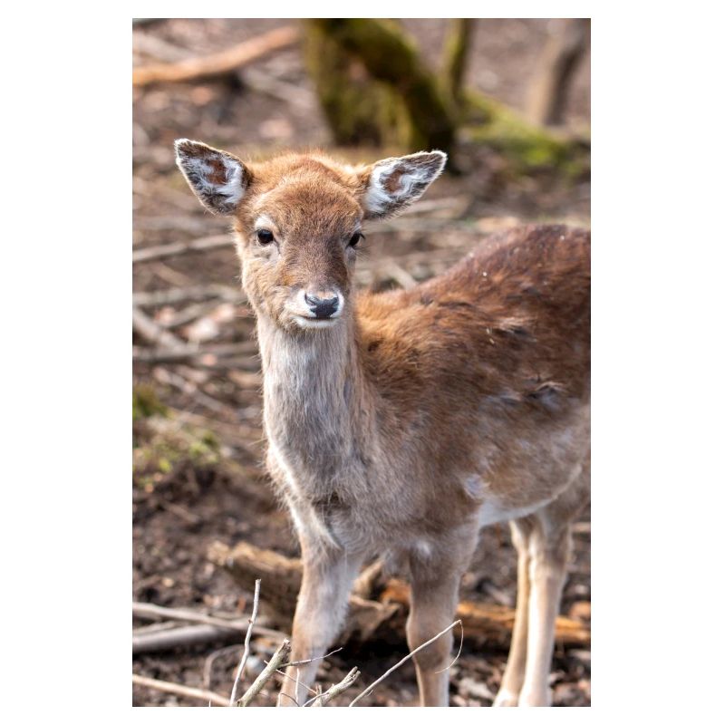 Fallow Deer (in german Damwild or Damhirsch) Dama