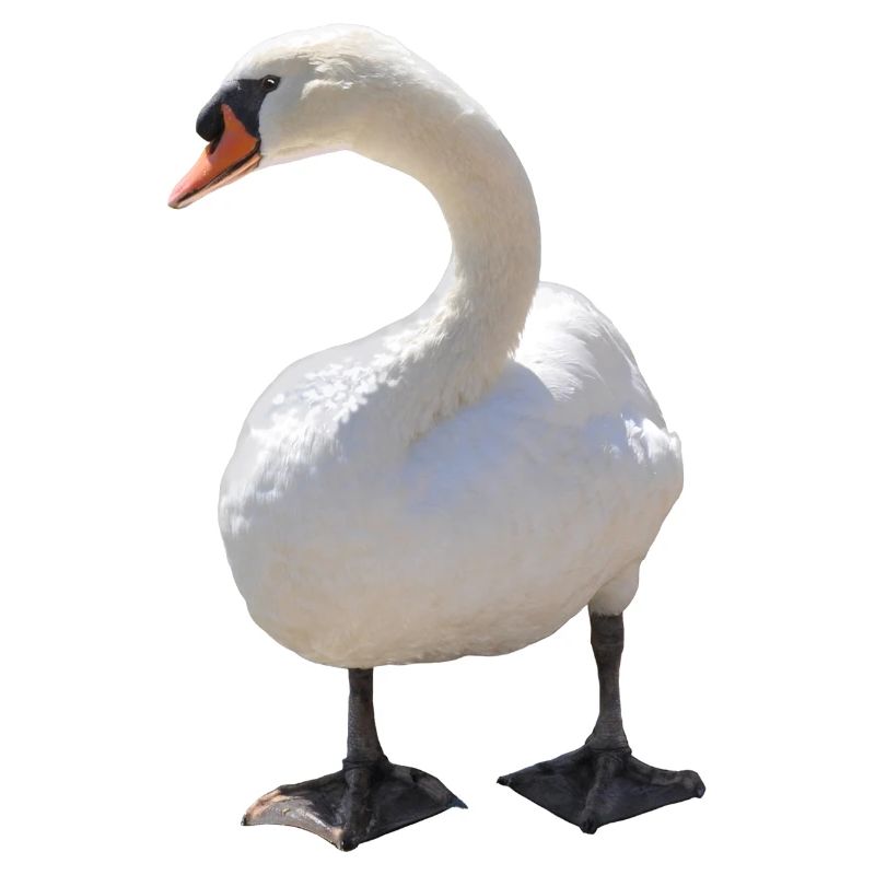 Schwan