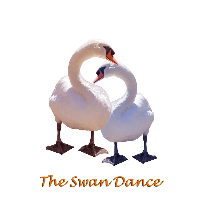 cygne
