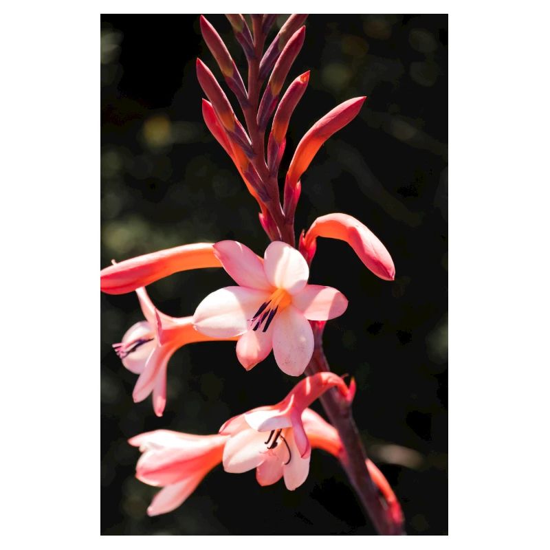 Blume