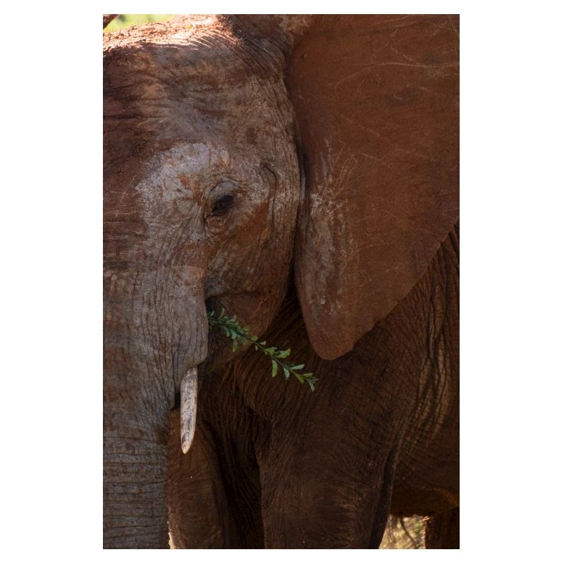 Elefant