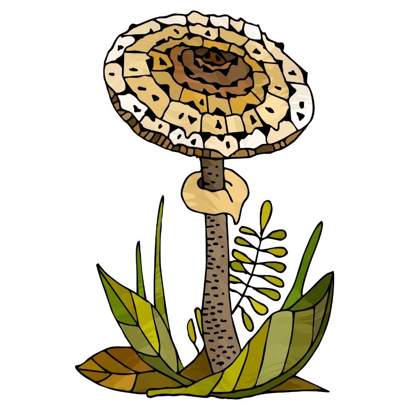 Fungi