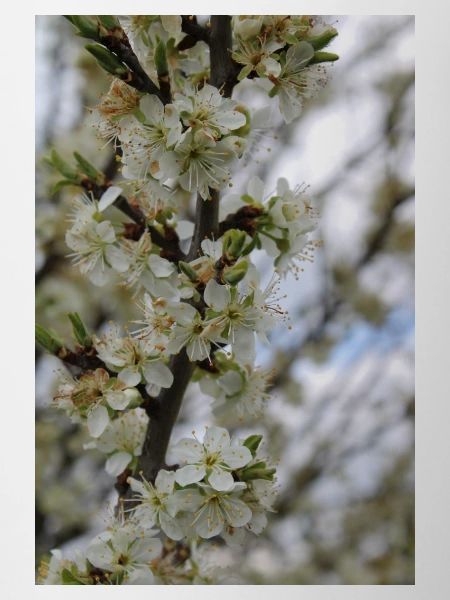 Arbre en fleur (Prunier)