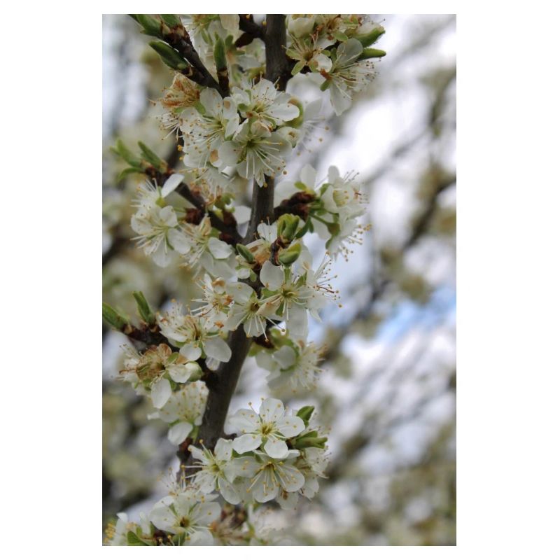 Blühender Baum (Pflaumenbaum)