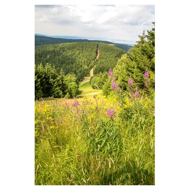 Waldweg im Tal