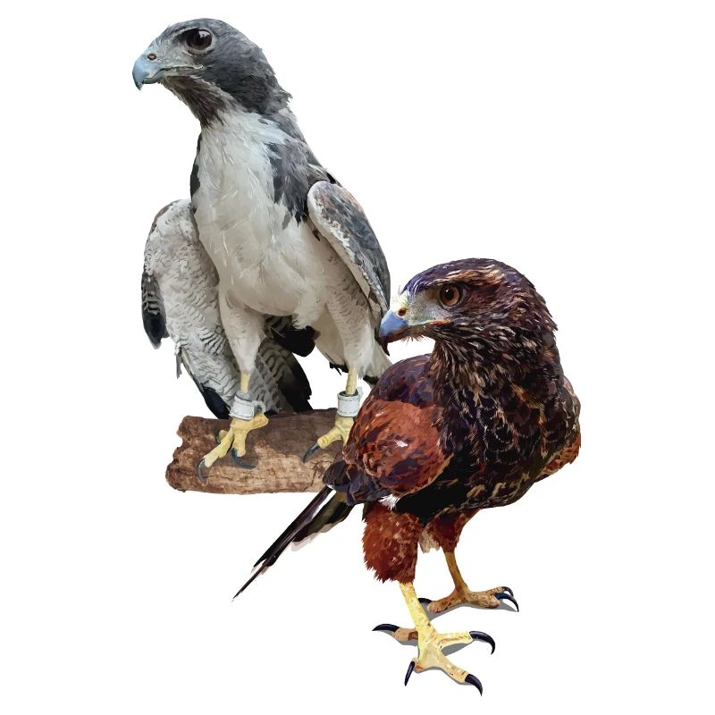 Hawks