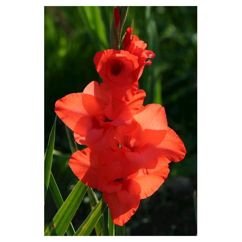 RED GLADIOLES