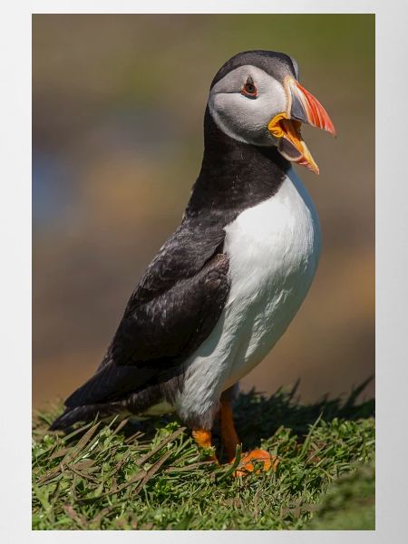 Papageitaucher
