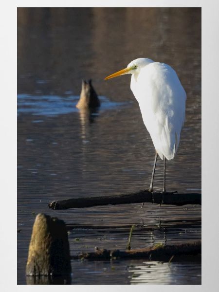 Great egret