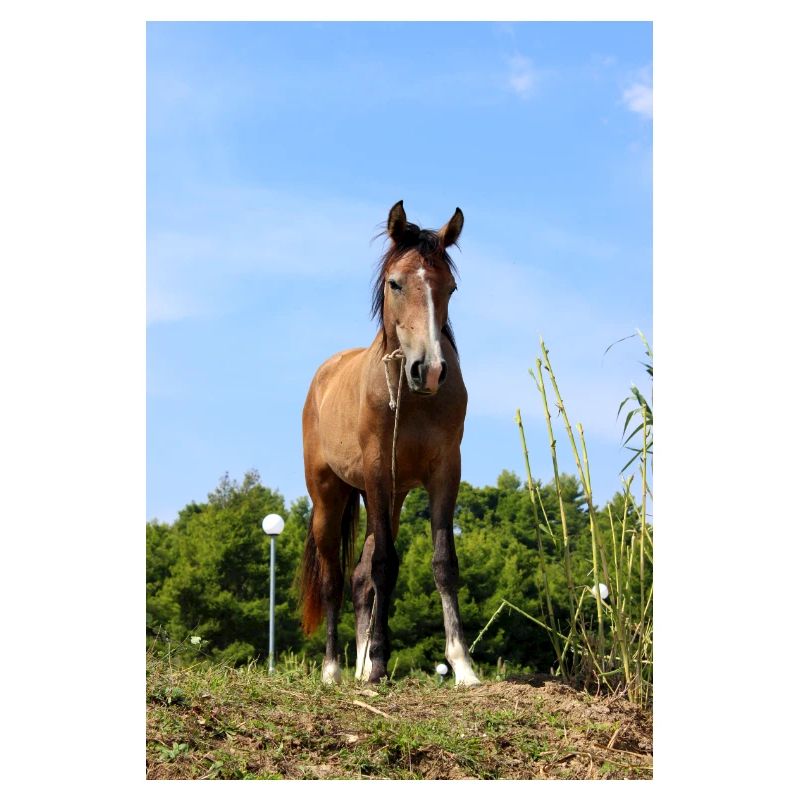 Pferd