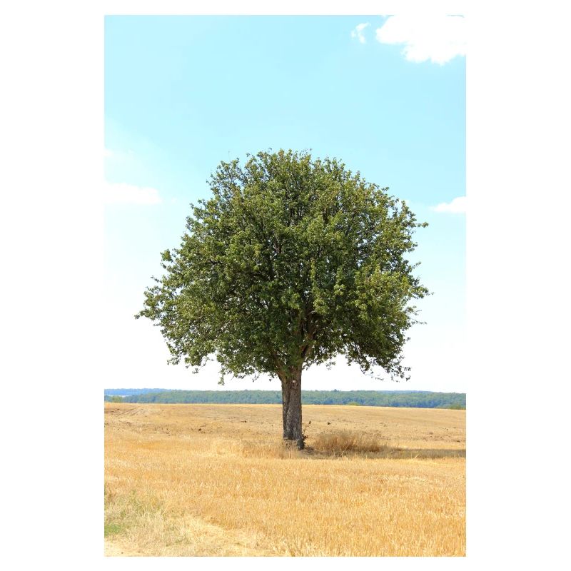 Tree, Environment, Nature