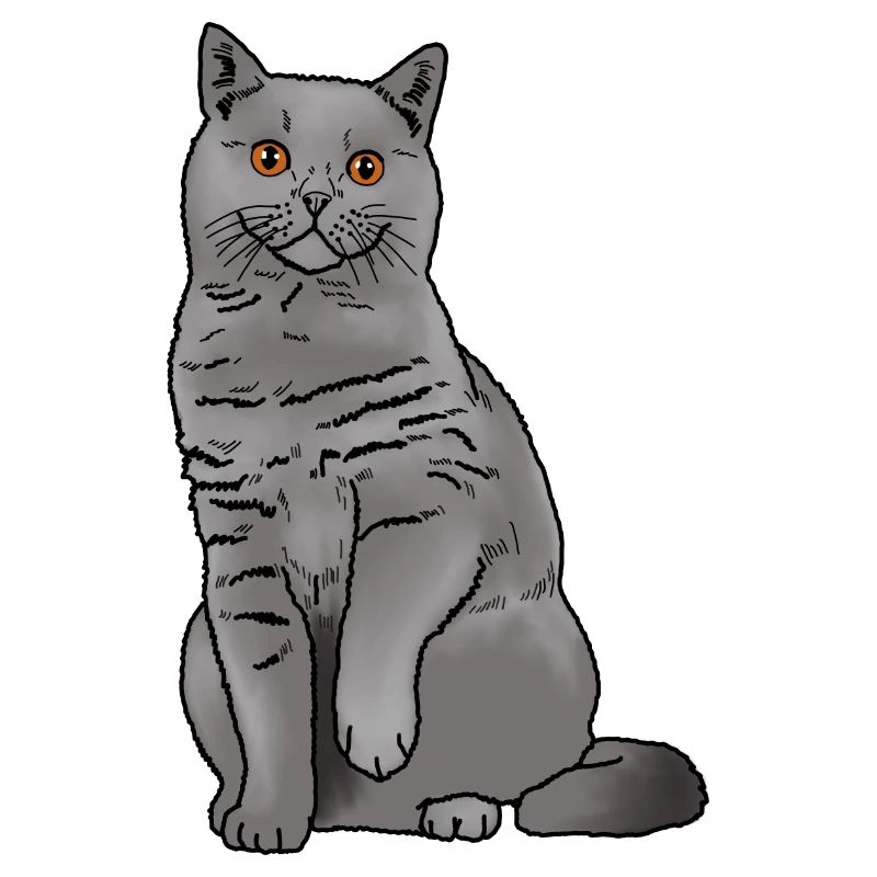 Chat British Shorthair