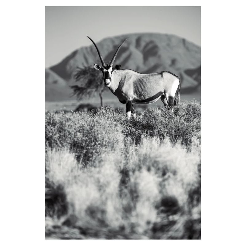 Namibia Orxy Antilope